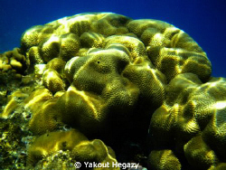 Brain coral(2)-Red sea-Egypt by Yakout Hegazy 